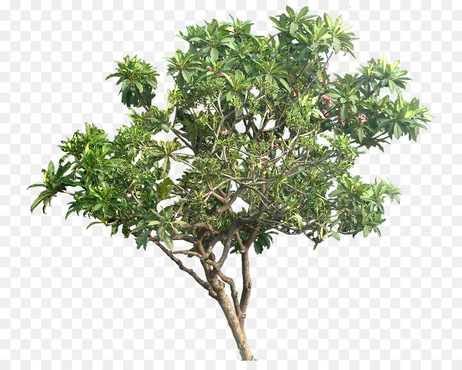 árbol，Manzana PNG
