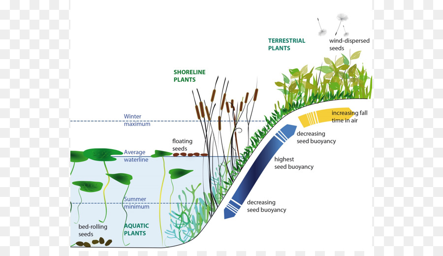 La Universidad De Utrecht，Las Plantas Con Semillas PNG