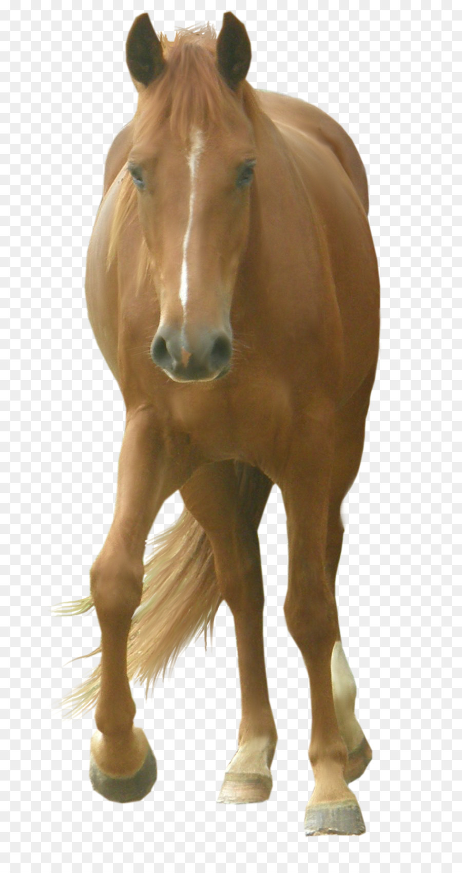 Caballo，Photoscape PNG