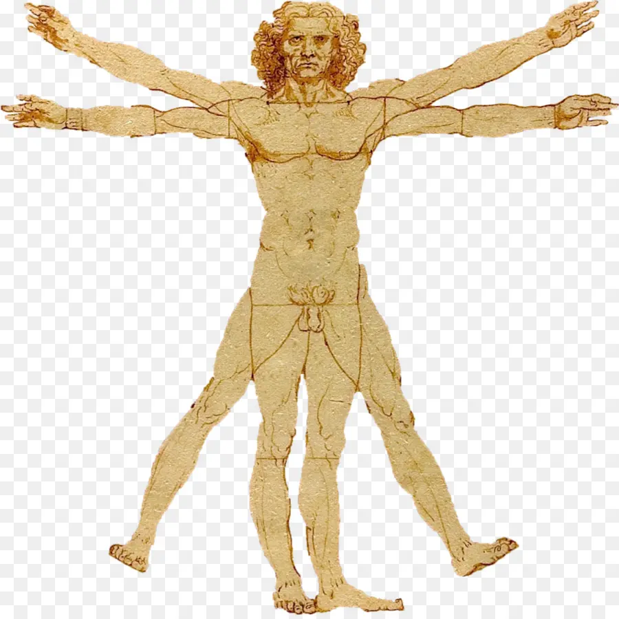 Hombre De Vitruvio，Leonardo Da Vinci PNG