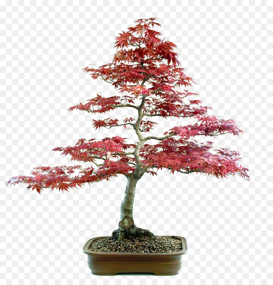 Árbol Bonsái，Árbol PNG