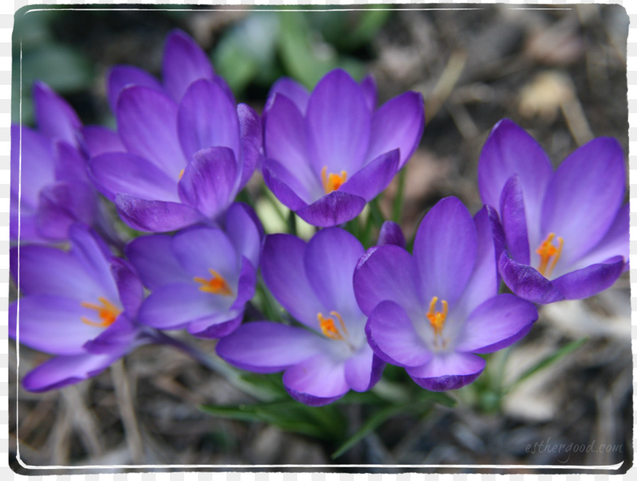 Crocus，Violeta PNG