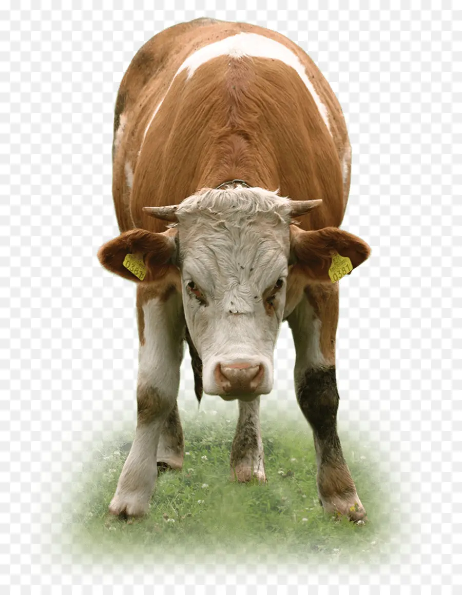 Texas Longhorn，De Ganado Vacuno De Carne PNG