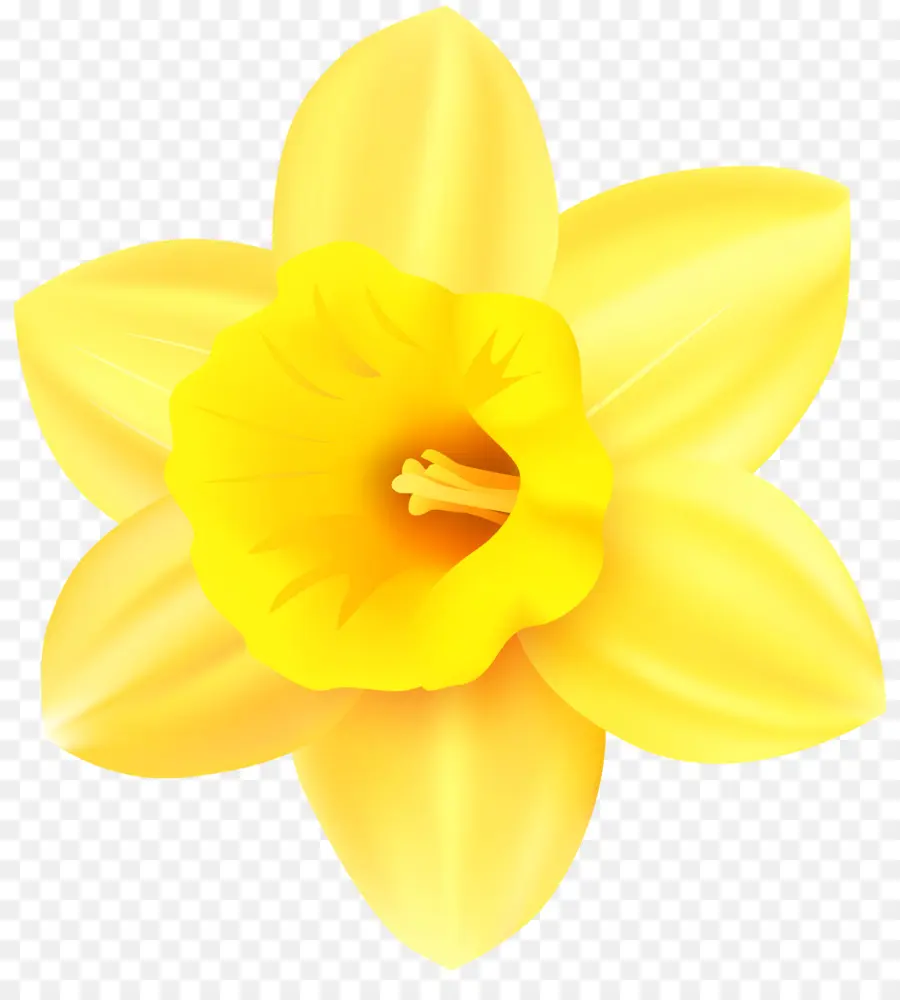 Narciso，Flor PNG