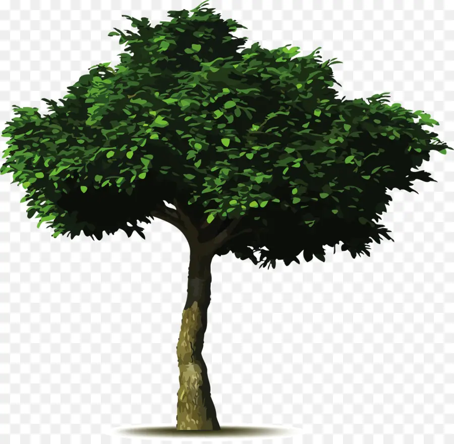 Higuera Común，árbol PNG