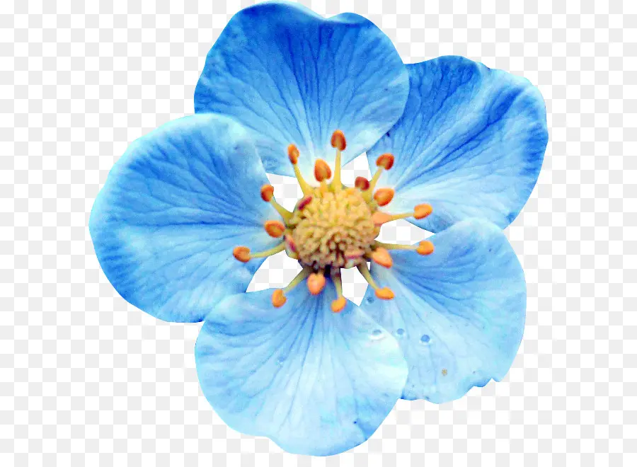 Flor Azul，Florecer PNG