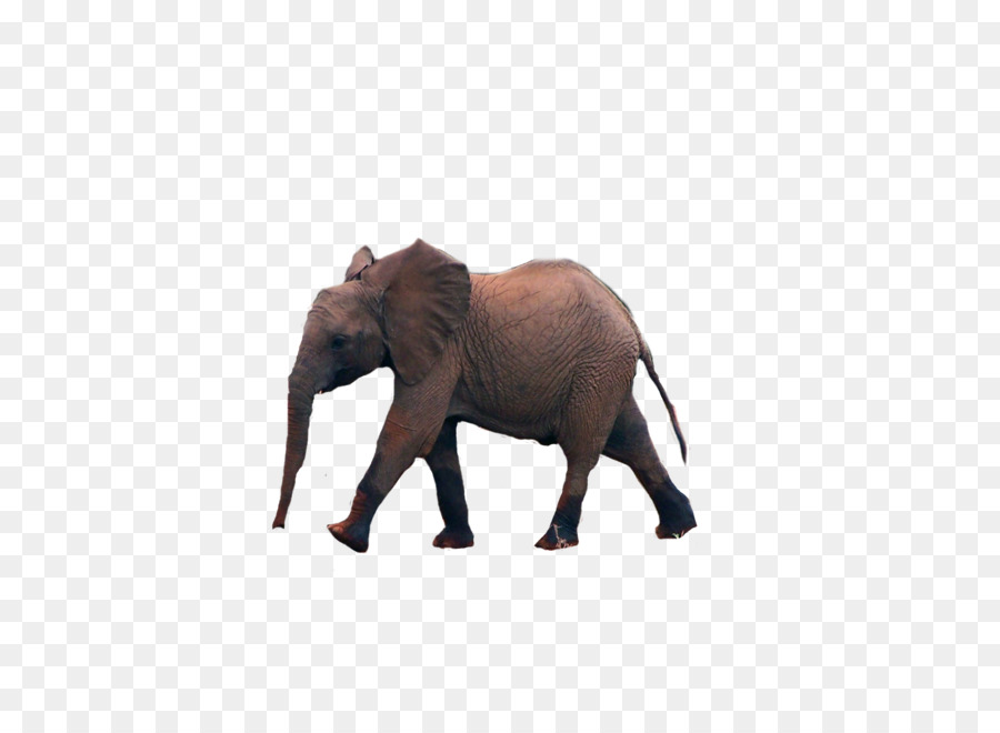 El Elefante Africano，Elefante Indio PNG