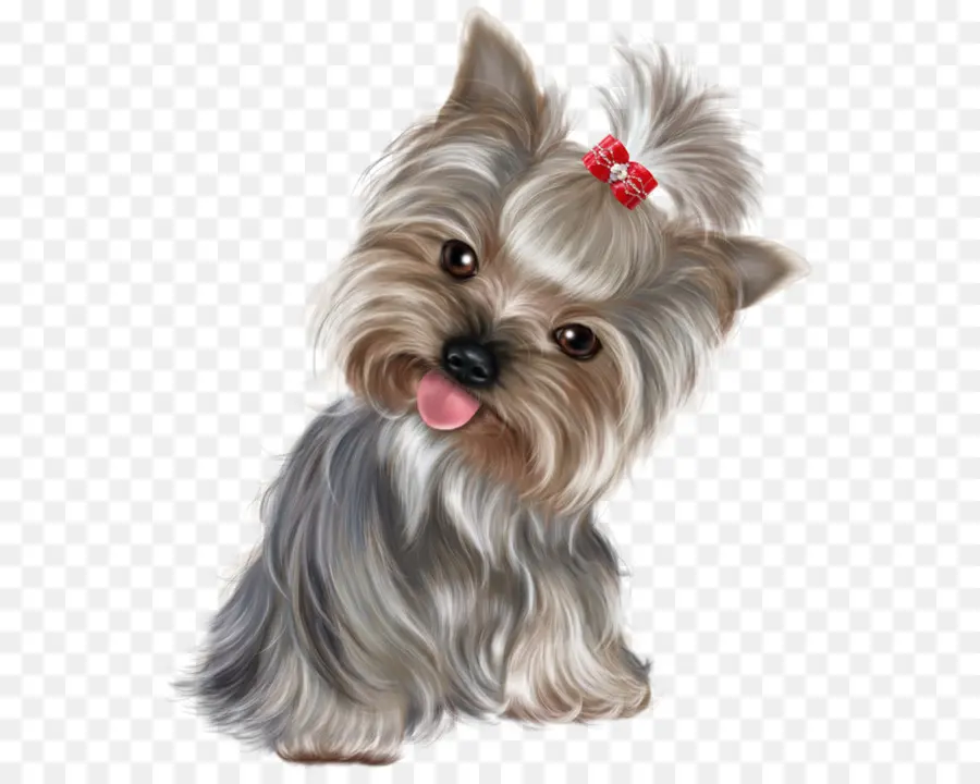 Yorkshire Terrier，Schnauzer Miniatura PNG