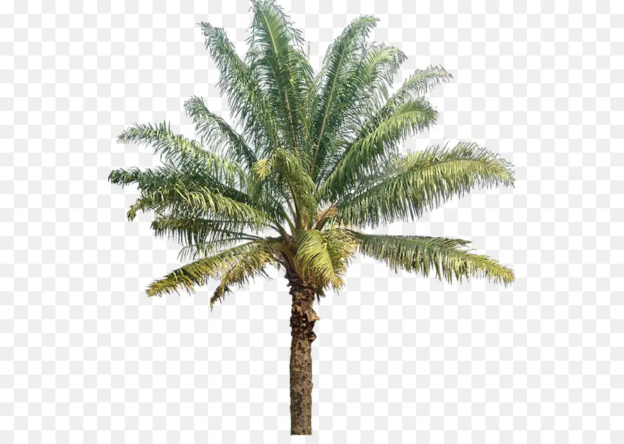 Palmera，Hojas PNG