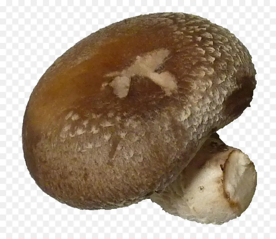 Pleurotus Eryngii，Seta Común PNG