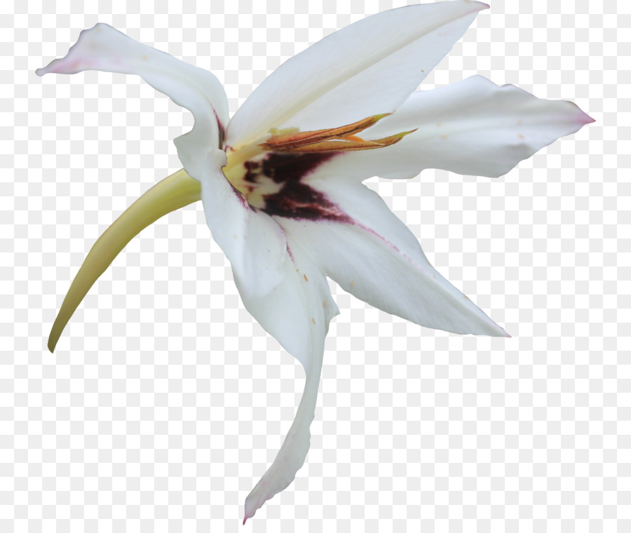 Flor，Lilium PNG