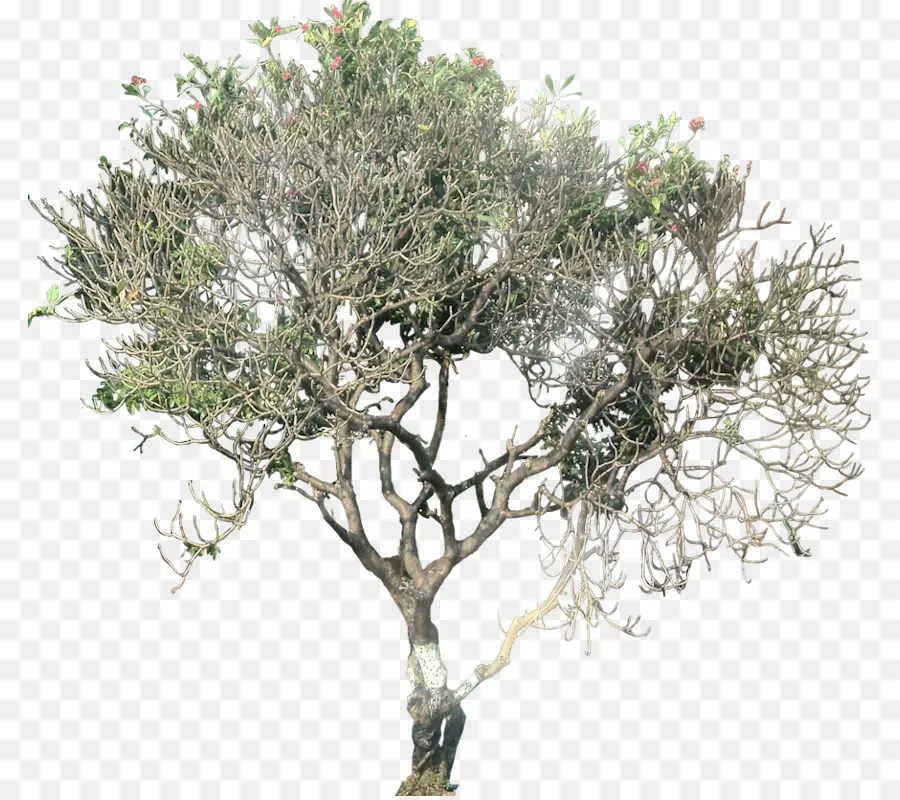 árbol，Planta PNG