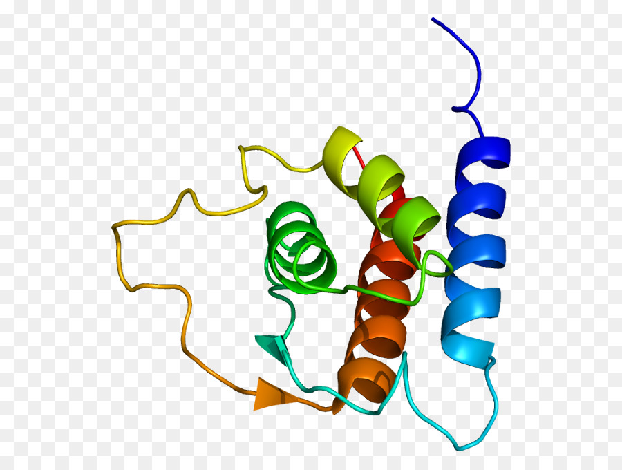 Estructura De La Proteína，Biología PNG