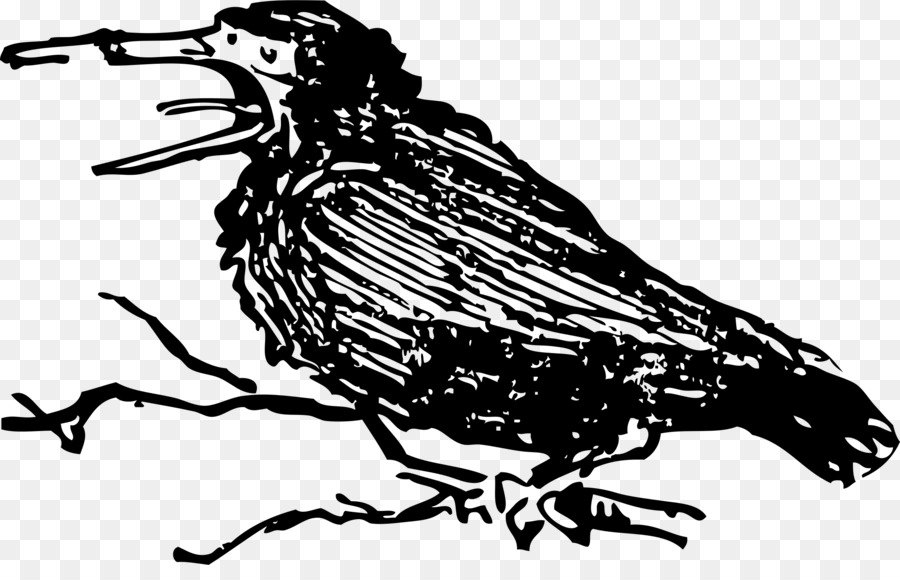 Pájaro Negro，Plumas PNG