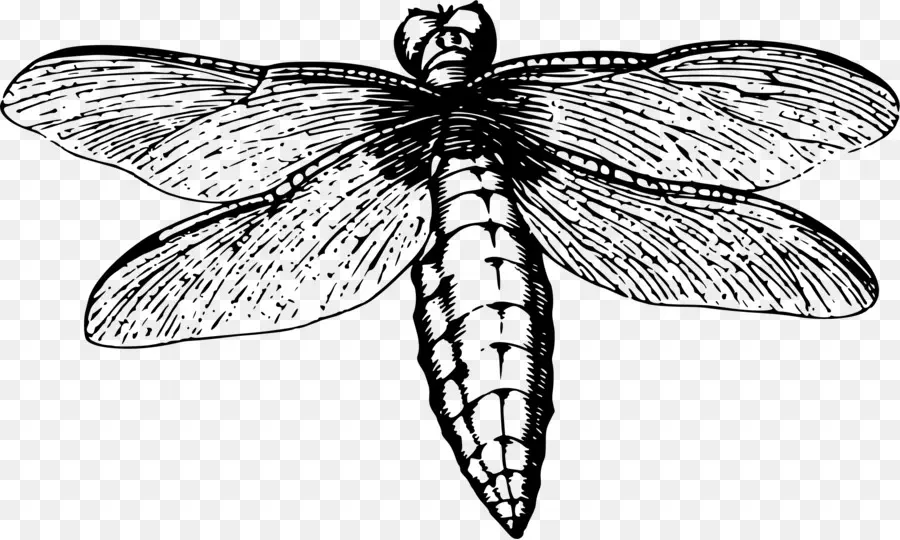 Libélula，Insecto PNG