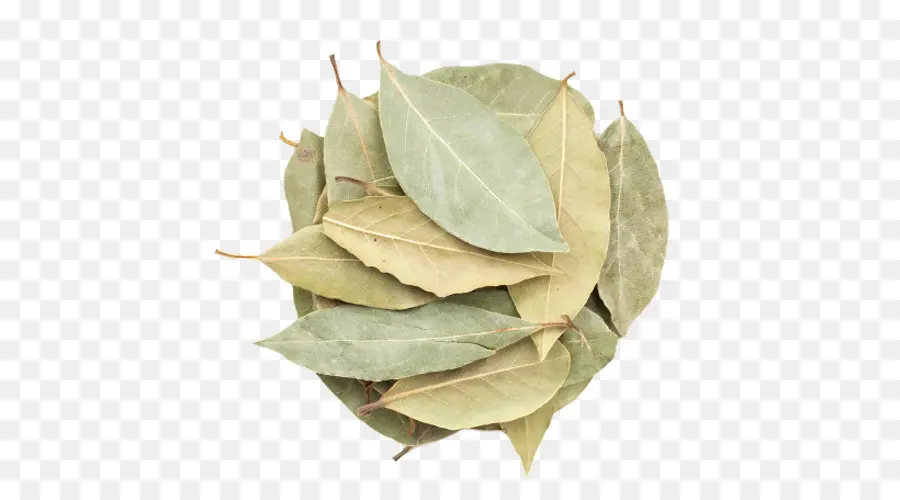 Hojas De Laurel，Seco PNG