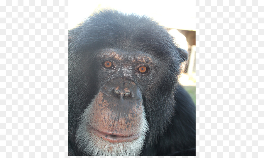 Chimpancé Común，Gorila PNG