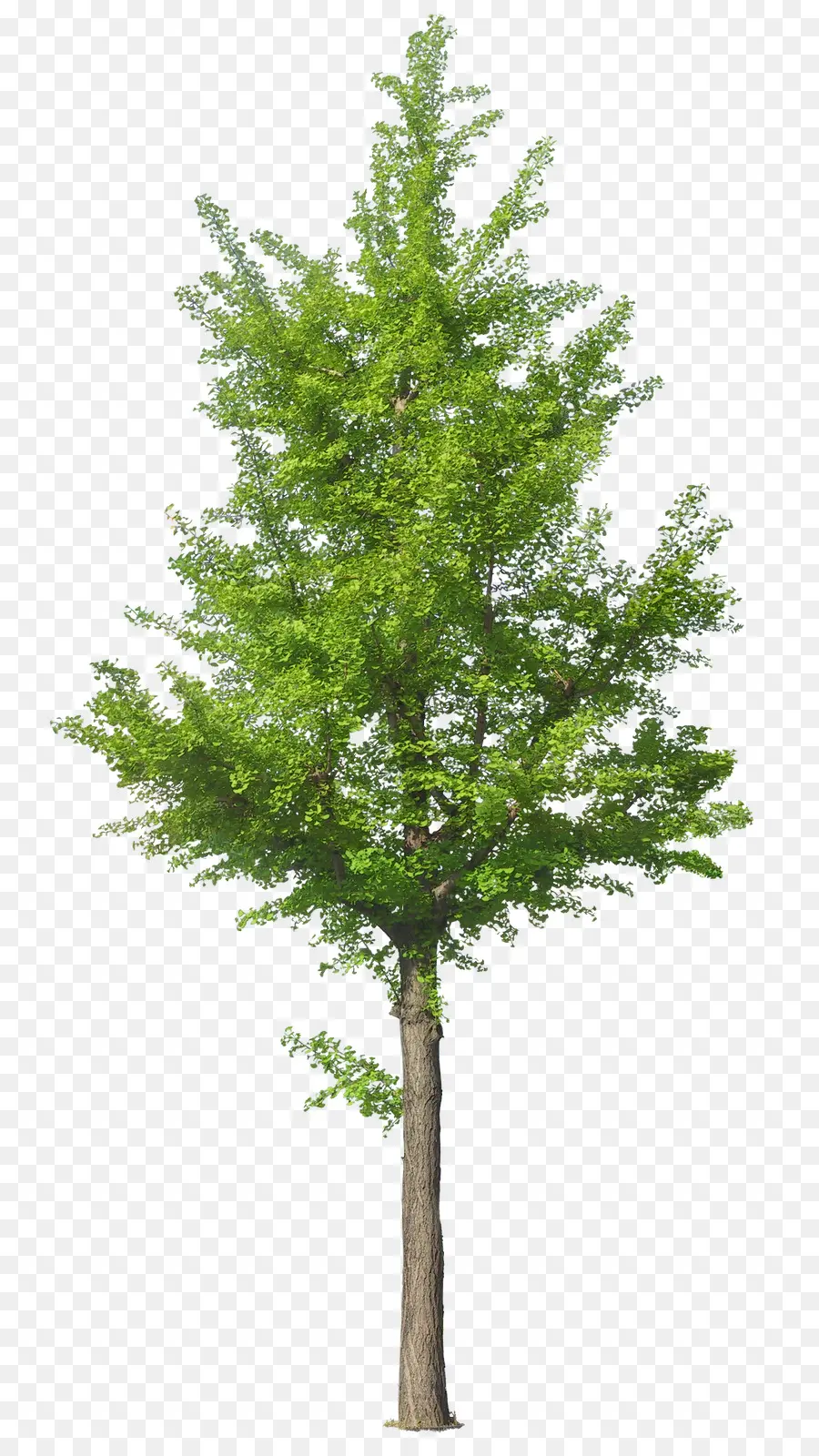 árbol，Ginkgo Biloba PNG
