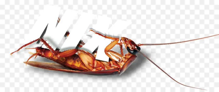 Cucaracha Muerta，Parásito PNG