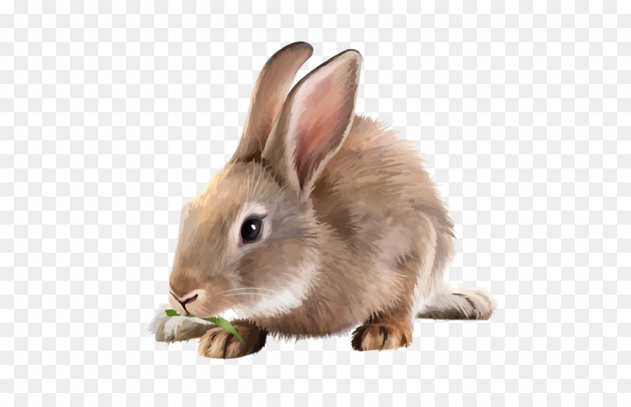 Conejo，Conejito PNG