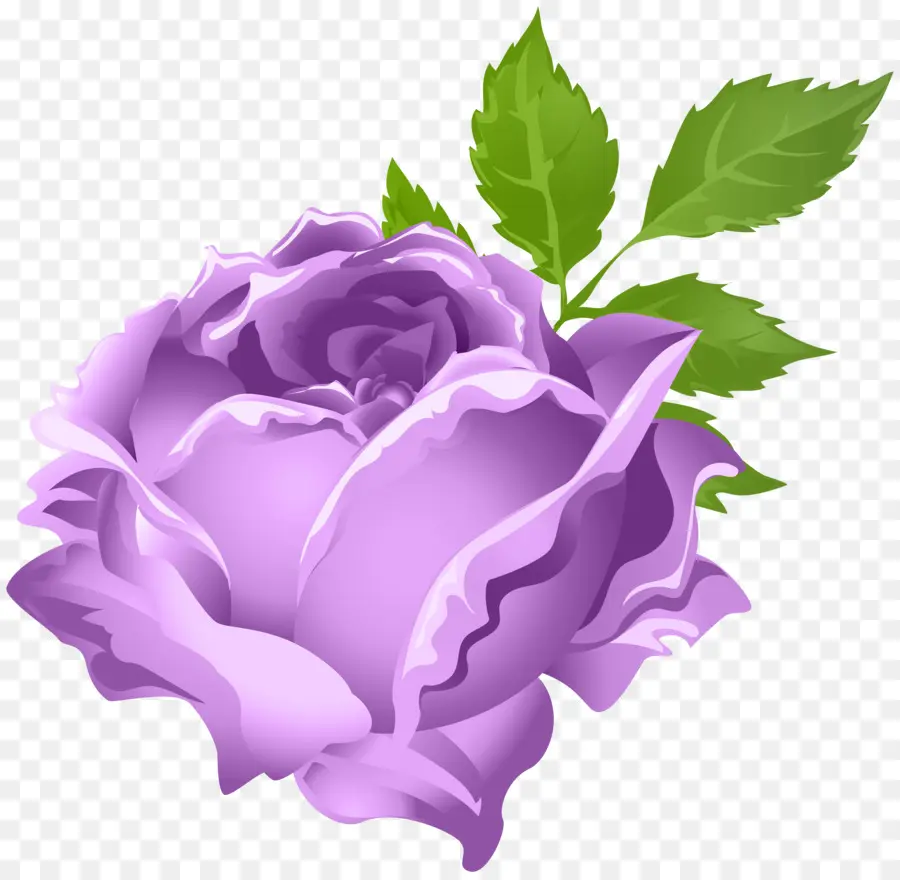 Rosa，Púrpura PNG
