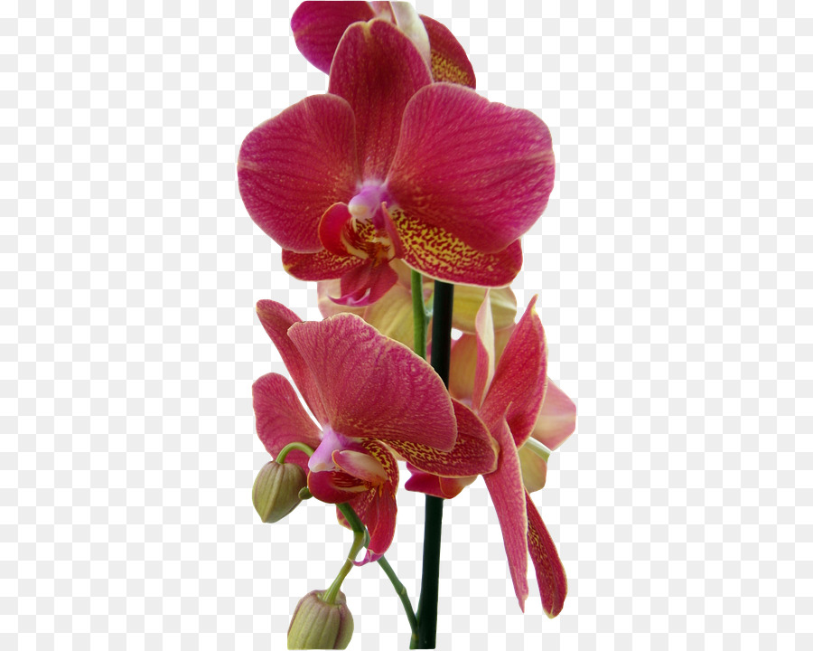 Orquídea Roja，Orquídea PNG