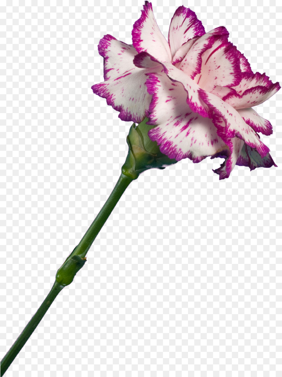 Flor，Rosa PNG