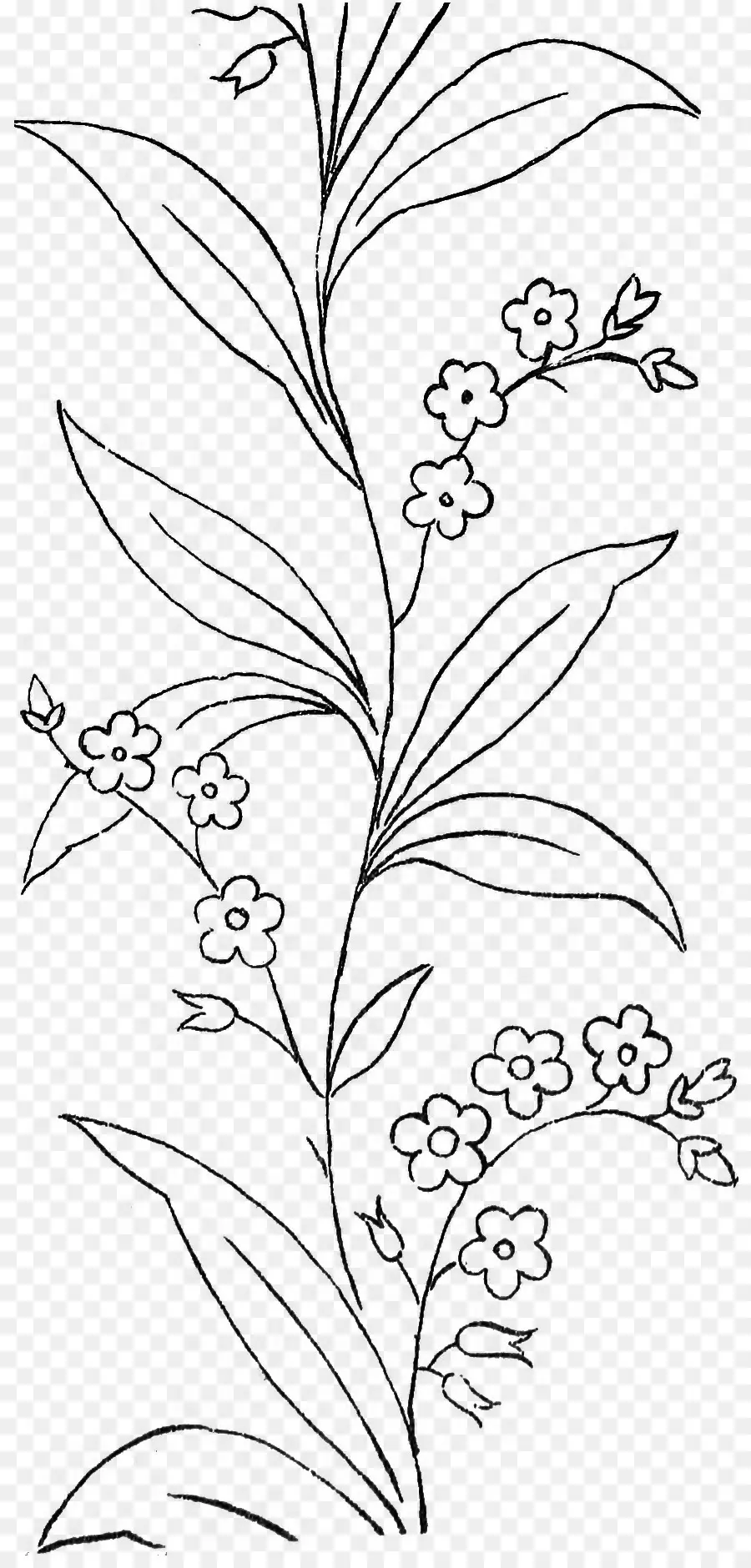 Dibujo De Flores，Planta PNG