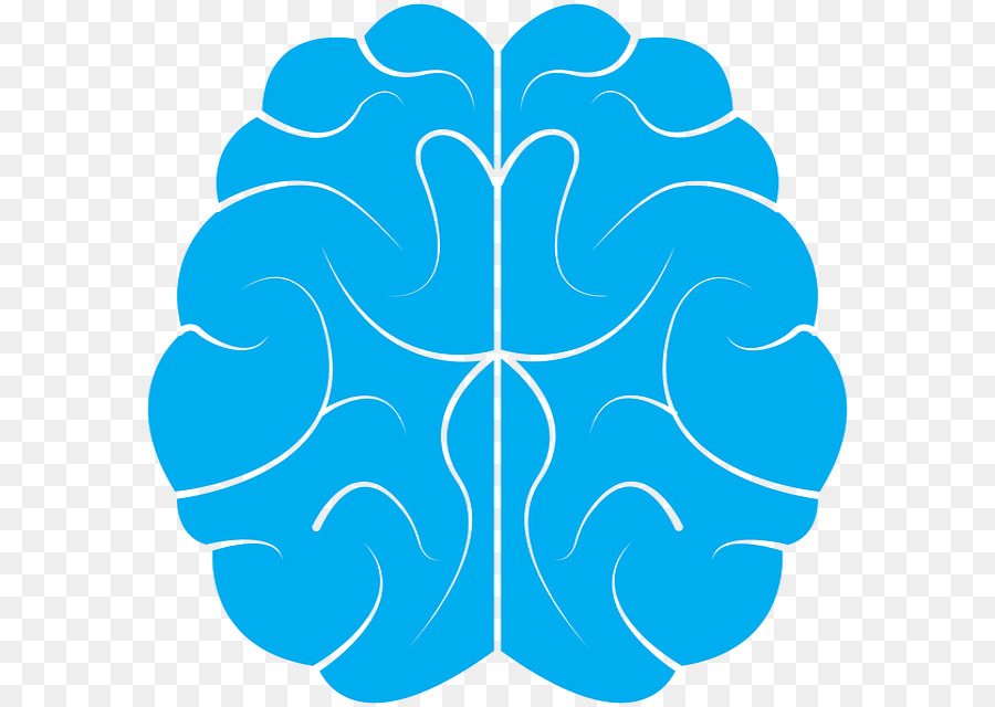 Cerebro，El Cerebro Humano PNG