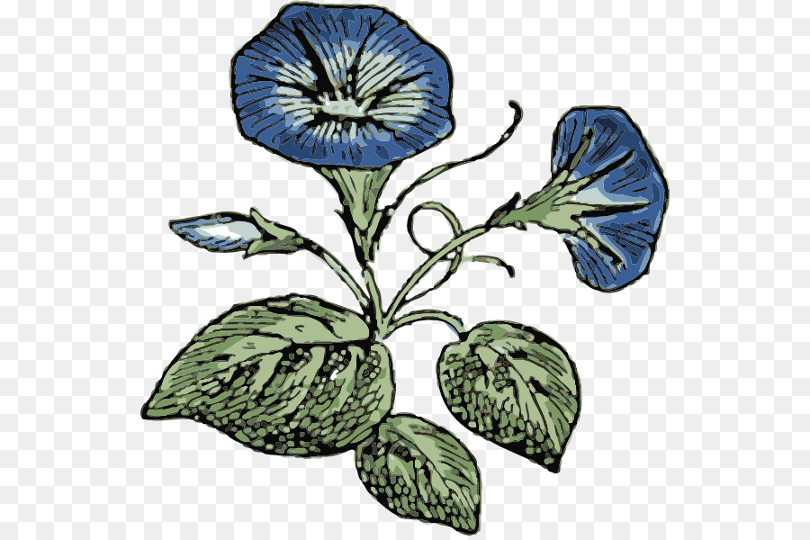 Ipomoea Indica，Gloria De La Mañana PNG