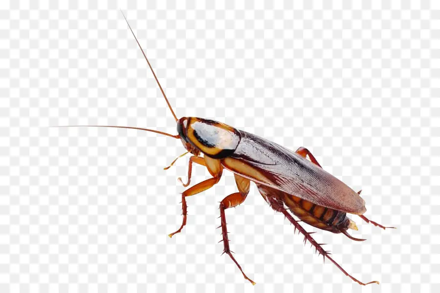 Massachusetts，Cucaracha PNG