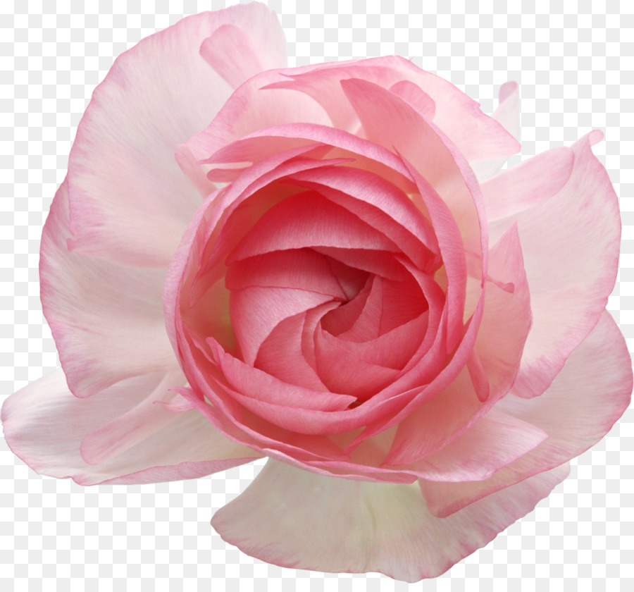 Rosa Rosa，Florecer PNG