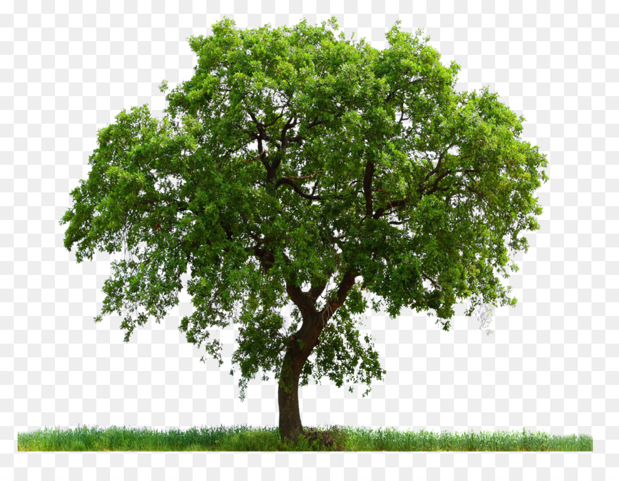 árbol Verde，Naturaleza PNG