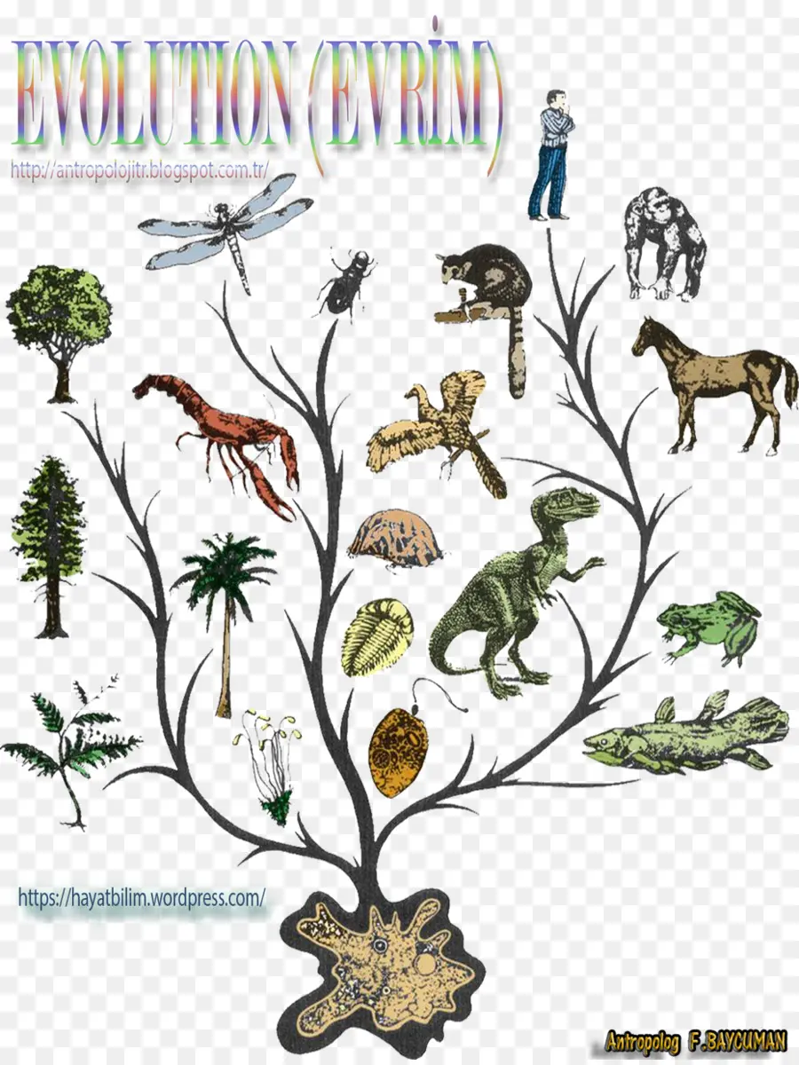 Evolución，Animal PNG