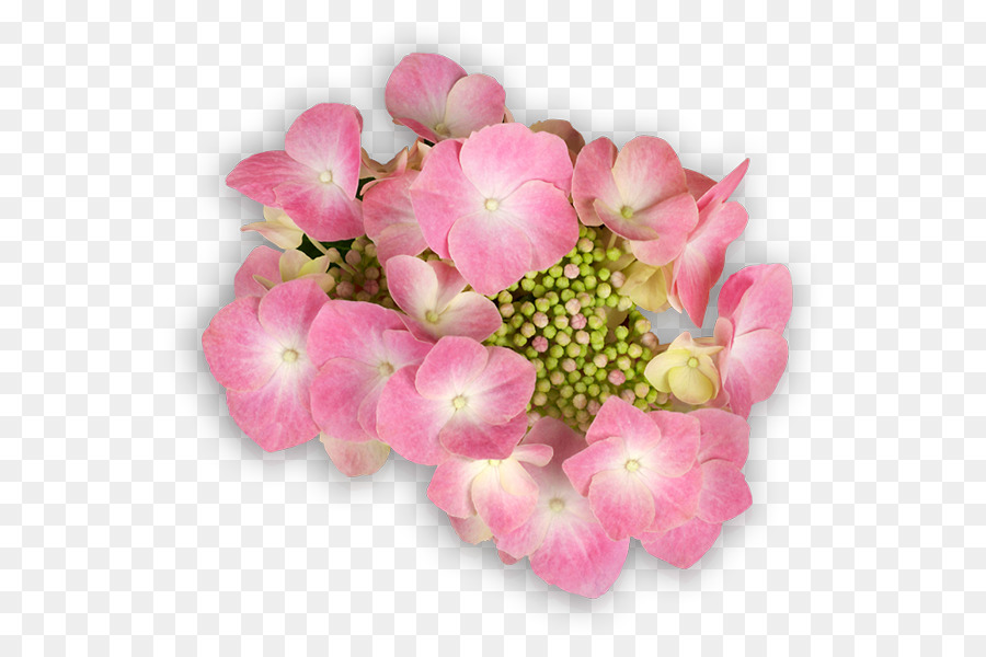 Hortensia，Flor PNG