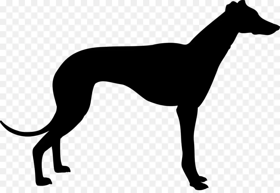 Silueta De Perro Negro，Canino PNG