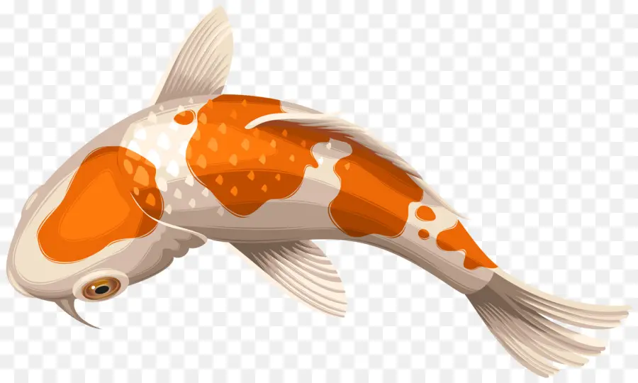 Koi，Showa PNG