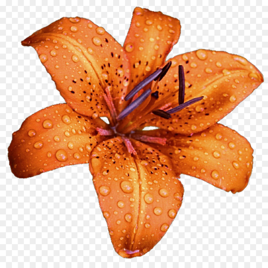 Lilium Bulbiferum，Flor PNG