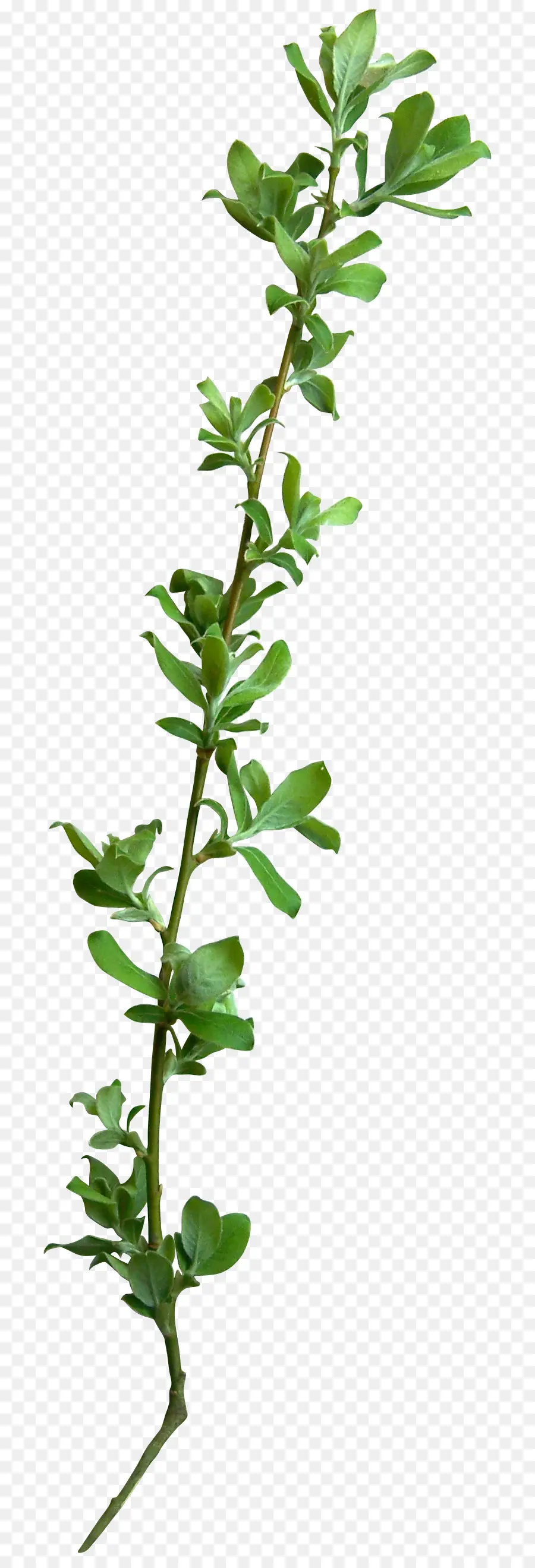 Planta Verde，Naturaleza PNG