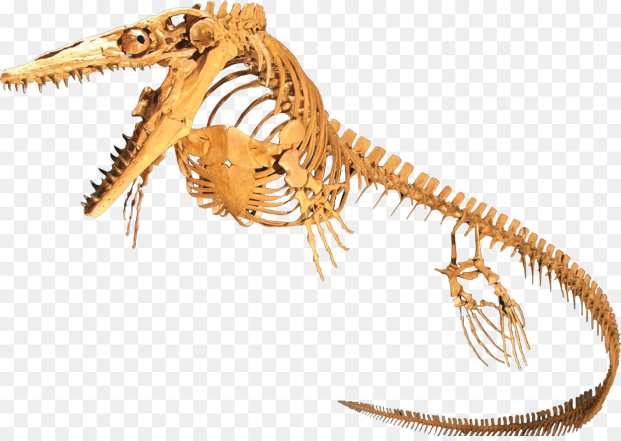 Platecarpus，Plesioplatecarpus PNG