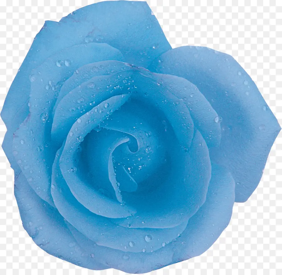 Rosa Azul，Pétalos PNG