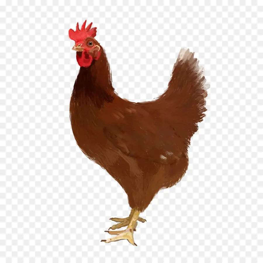 Pollo，Gallina PNG