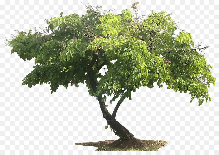 Árbol，Hojas PNG