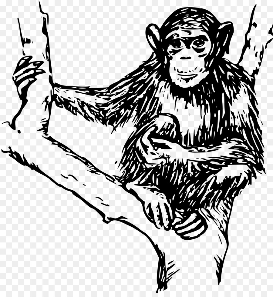 Chimpancé，Ape PNG