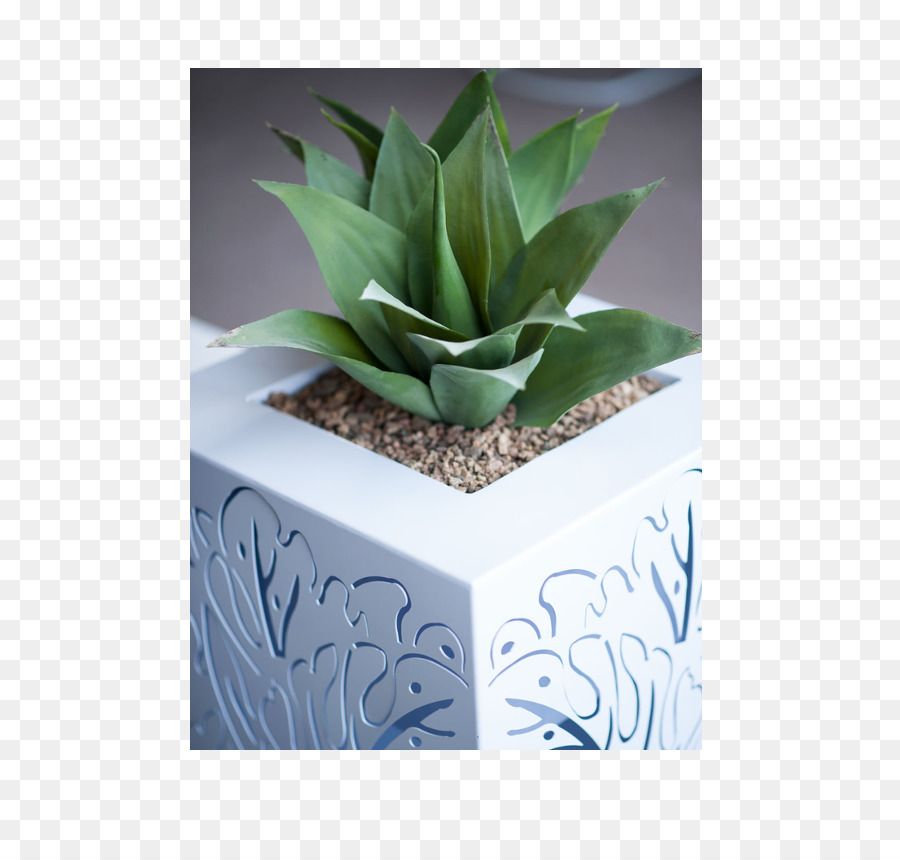 Maceta，Planta PNG