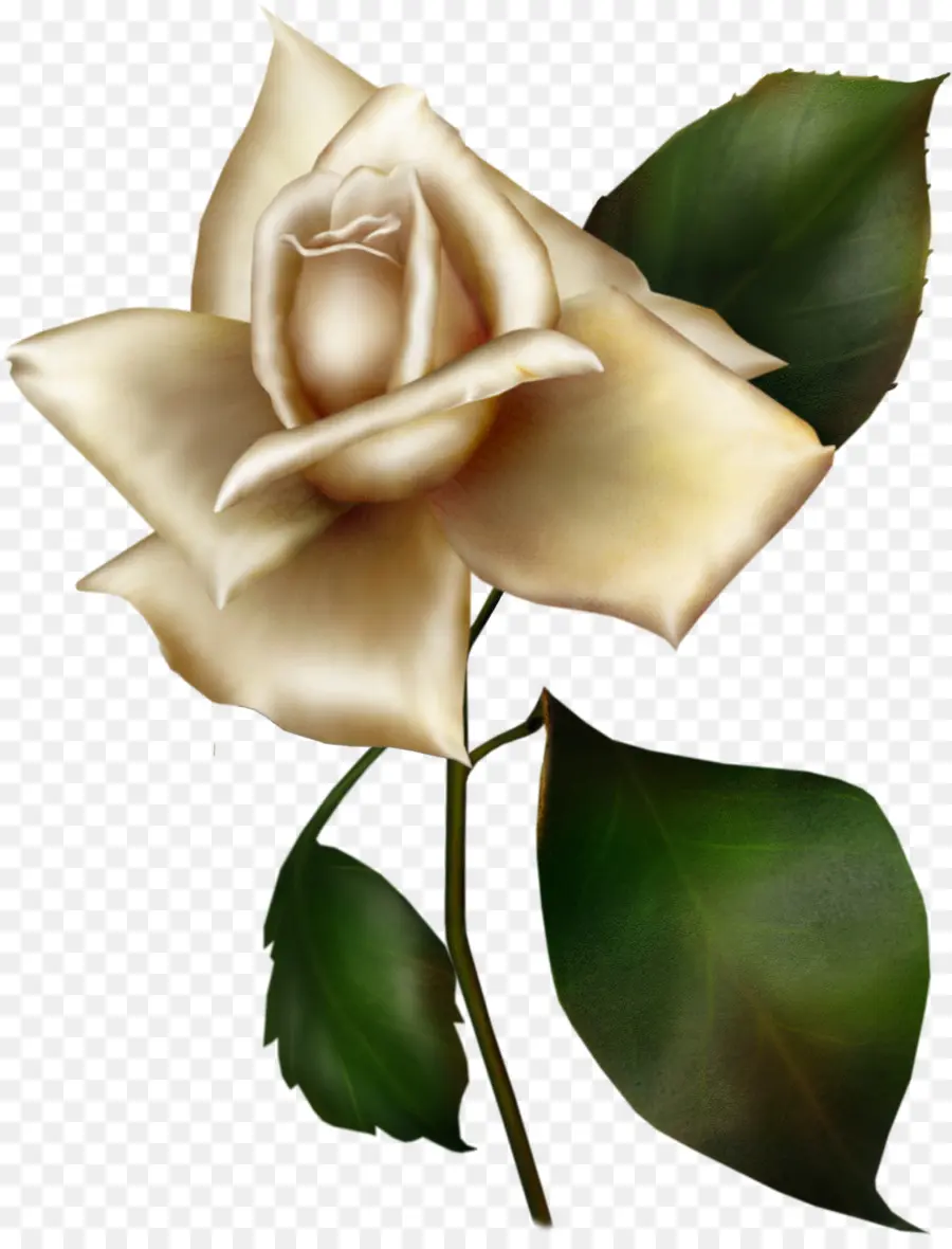 Rosa Blanca，Provenir PNG