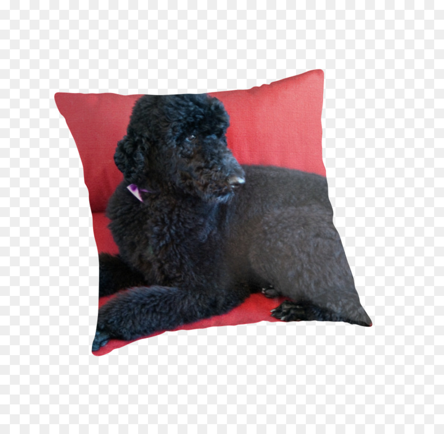 Caniche，Raza De Perro PNG