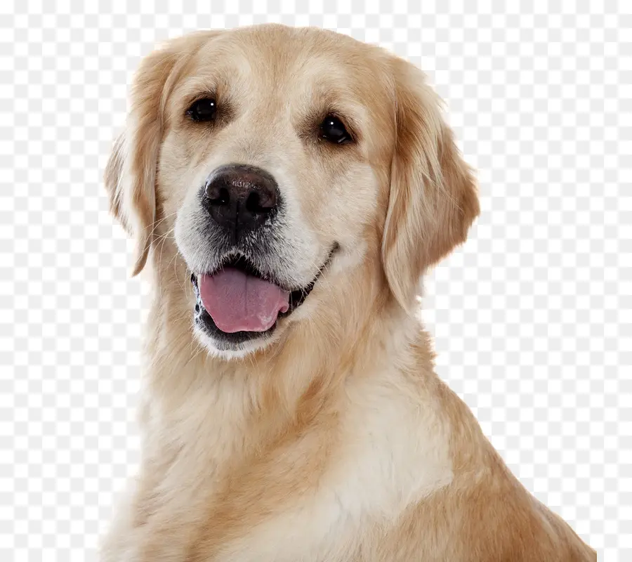 Golden Retriever，American Pit Bull Terrier PNG