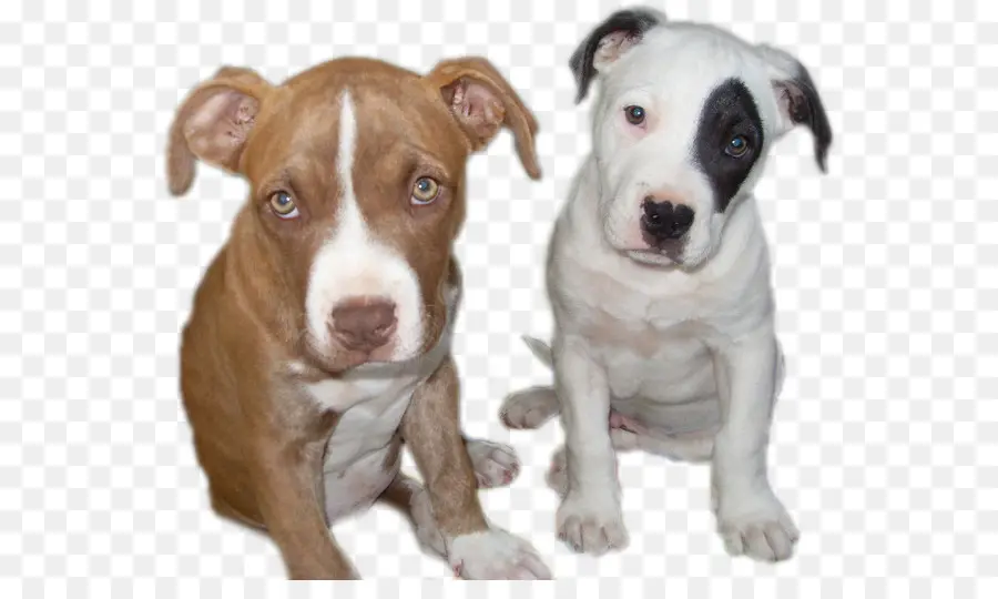 American Pit Bull Terrier，Pit Bull PNG