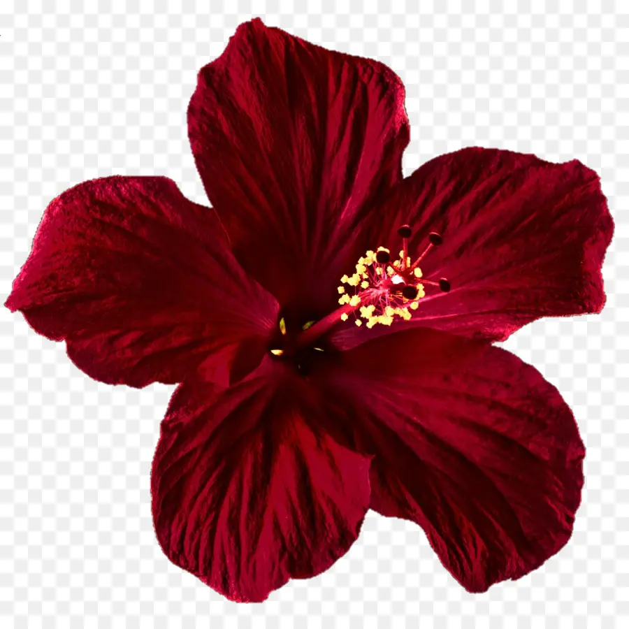 Flor Roja，Pétalos PNG